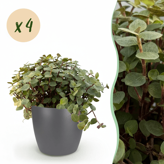Calissia repens - pet-friendly - pot de 12cm - hauteur 17-20cm - plantes d'intérieur