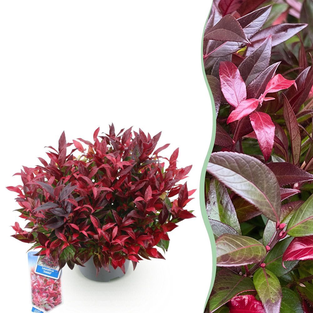 Leucothoé 'zeblid' - pot 17 cm - hauteur 40 cm