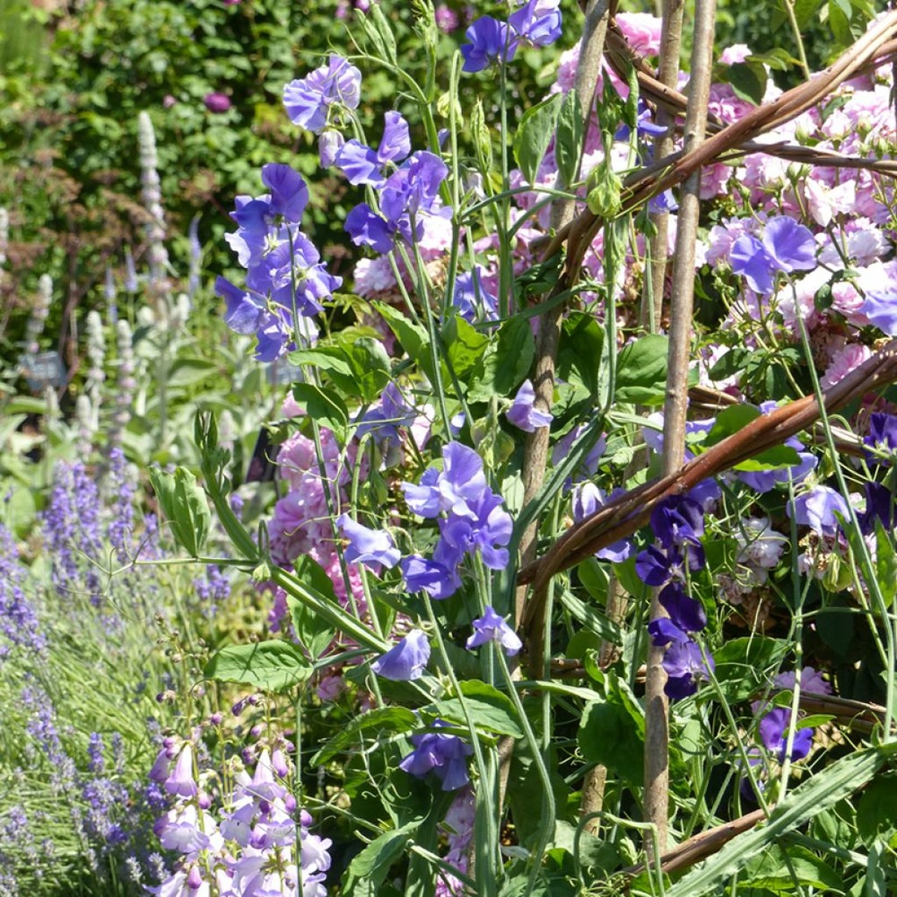 Pois de senteur spencer 'capri ' le sachet de 30 graines environ (3g)