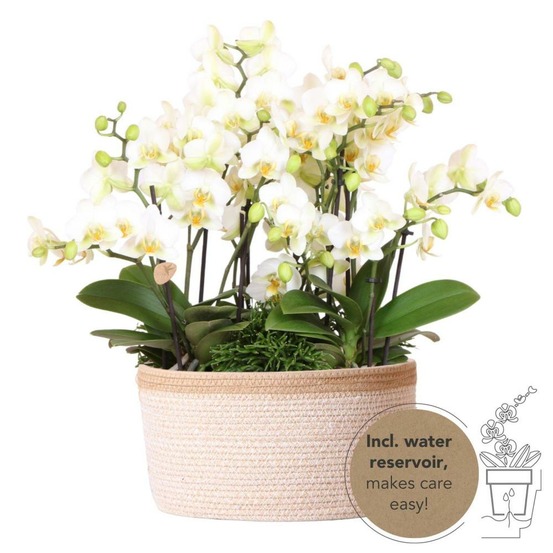 Set de 3 orchidées blanches et 3 rhipsalis dans un panier en coton avec réservoir d'eau