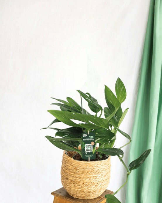 Philodendron cobra 50cm - plante d'intérieur