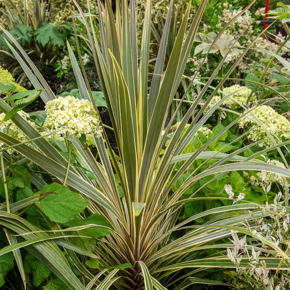 Cordyline australis torbay dazzler® - le pot / ø 9cm