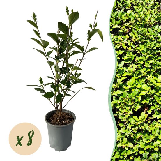 Troène - lot de 8 - pot 9 cm - hauteur 35-45 cm - plante d'extérieur