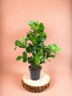 Plante d'intérieur - clusia rosea - 100 cm - ø24 100cm