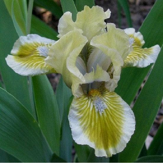 6 x iris nain 'green spot' - iris 'green little' - godet 9cm x 9cm