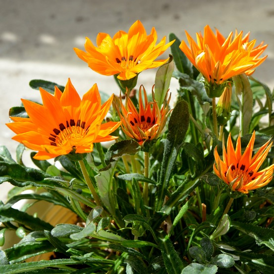 Gazania orange - le pot / ø 10,5cm