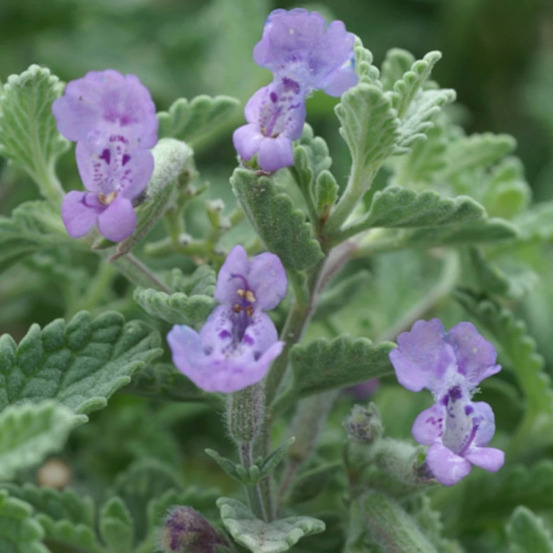 Herbe aux chats - menthe des chats, nepeta godet - 5/20 cm