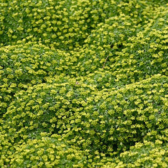 6 x azorelle - azorella trifurcata - godet 9cm x 9cm