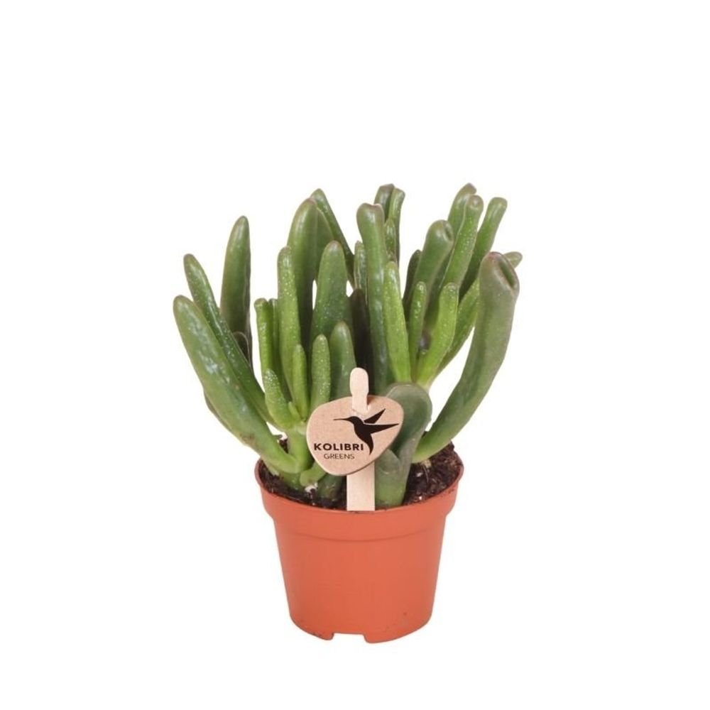 Succulente crassula hobbit - ø6cm - ↕12cm - plantes d'intérieur