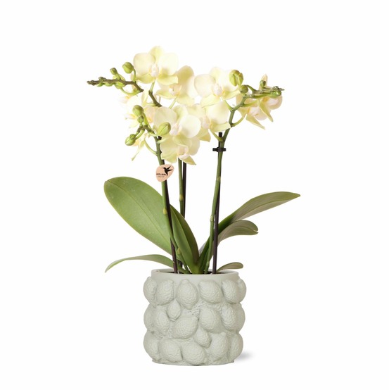Orchidée phalaenopsis jaune et son pot gris - hauteur 35cm