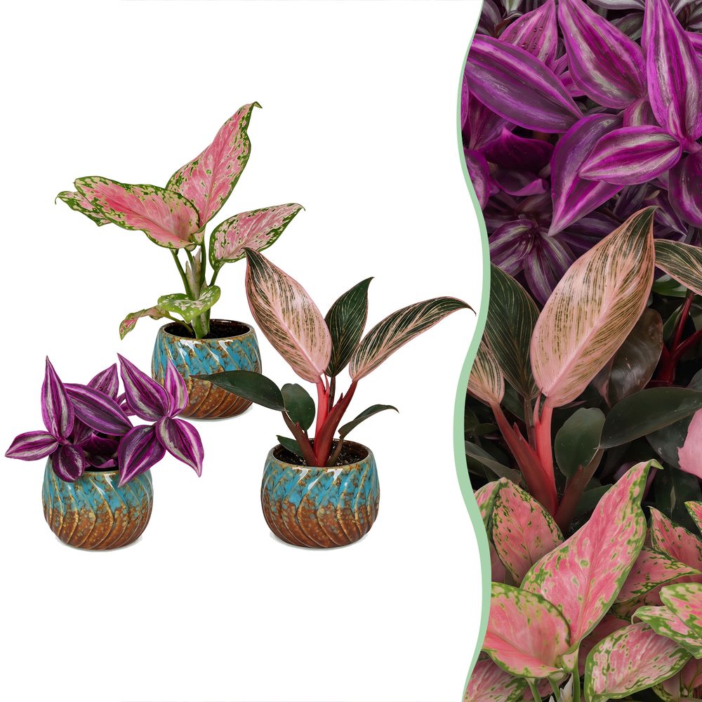Baby paradise avec cache-pots cuivre - tradescantia, philodendron et aglaonema - lot de 3 - pot ø6 cm
