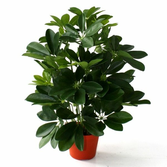 Schefflera plante artificielle de 50cm
