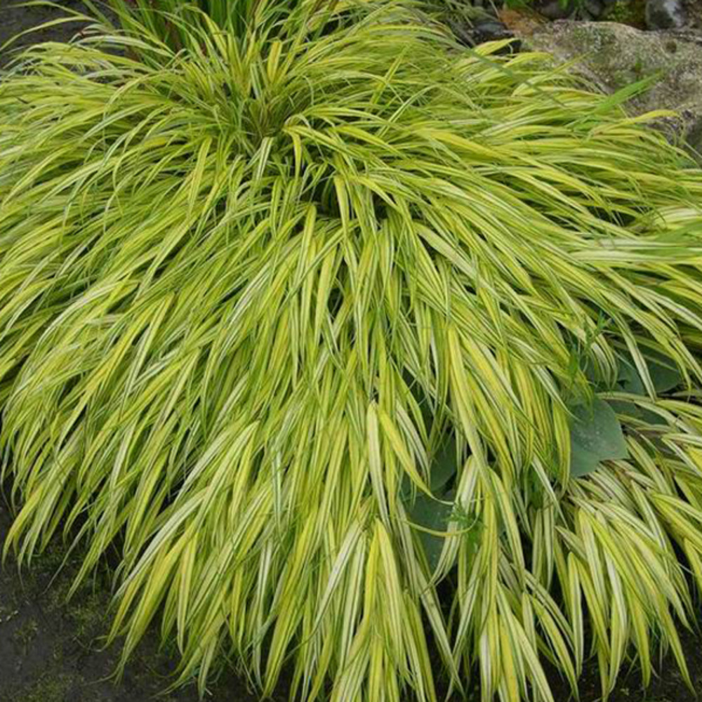 6 x herbe du japon 'aureola' - hakonechloa macra 'aureola'  - godet 9cm x 9cm