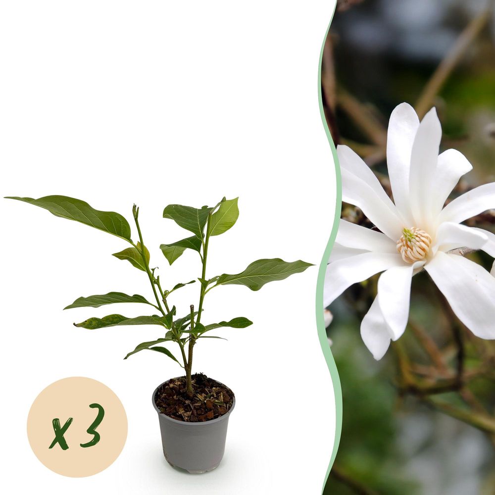 Magnolia étoilé - magnolia stellata - fleurs blanches - lot de 3 - ø12cm - ↕30cm - plante d’extérieur