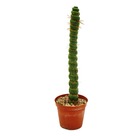 Cactus fantaisie - eulychnia castanea spiralis - l'escalier en colimaçon épineux - rareté absolue - pot de 8,5cm