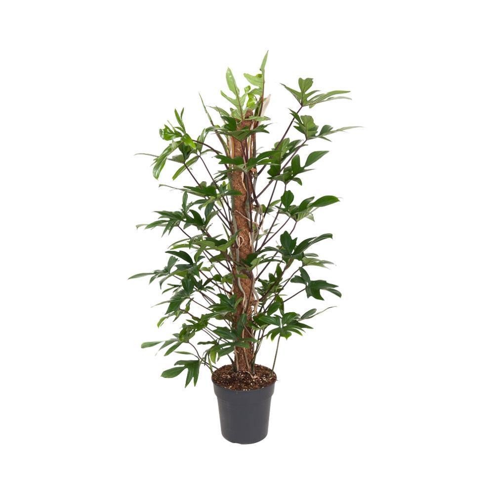 Plante d'intérieur - philodendron pedatum 120.0cm