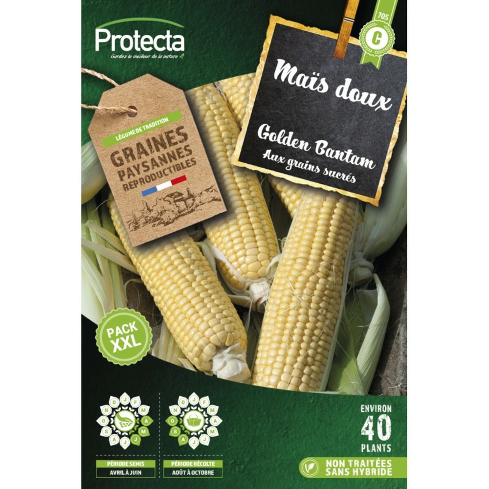 Graines paysannes - maïs doux golden bantam xxl