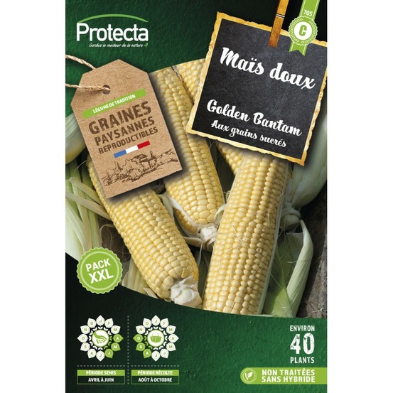 Graines paysannes - maïs doux golden bantam xxl