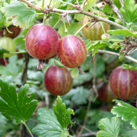 Groseillier à maquereaux winham's industry pot de 3l - touffe