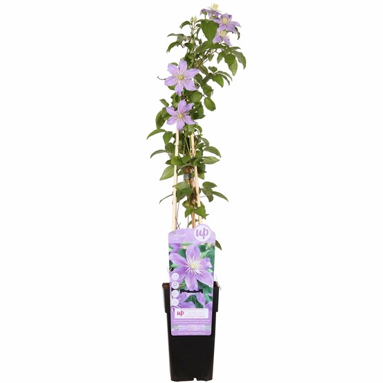 Clematis justa - h65 cm - ø15 cm