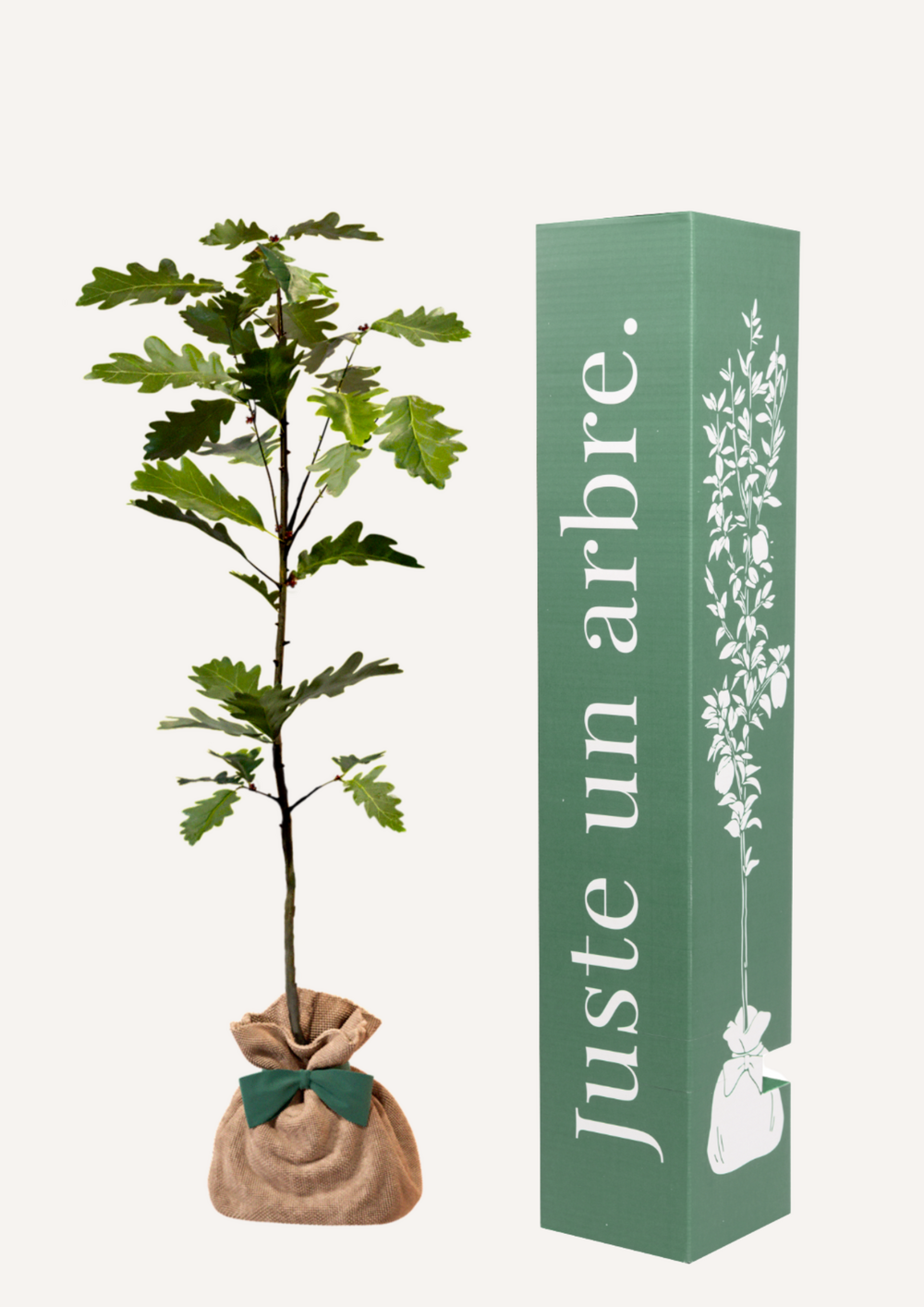 Chêne pédonculé | offrez un arbre pour célébrer les grands moments de vie (naissance, mariage). Un cadeau unique.
