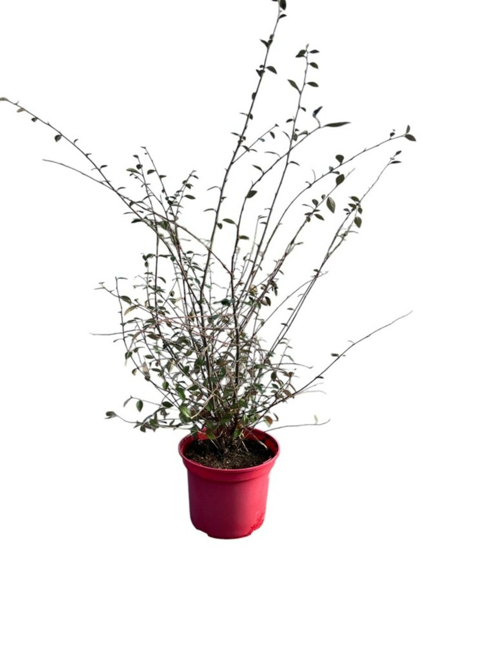 Cotonaester franchetti - pot 4 l - h 80 cm