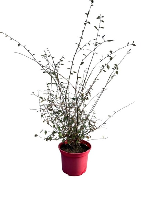 Cotonaester franchetti - pot 4 l - h 80 cm