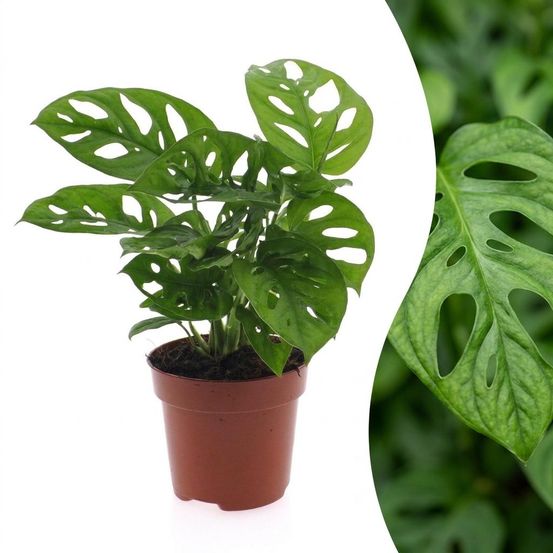 Monstera adansonii - monstera monkey mask - pot ø12 cm, h 25 cm