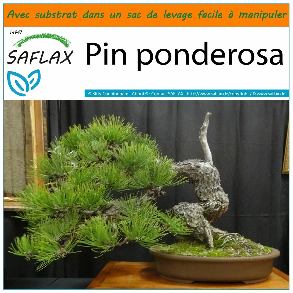 Garden in the bag - pin ponderosa - 20 graines - pinus ponderosa