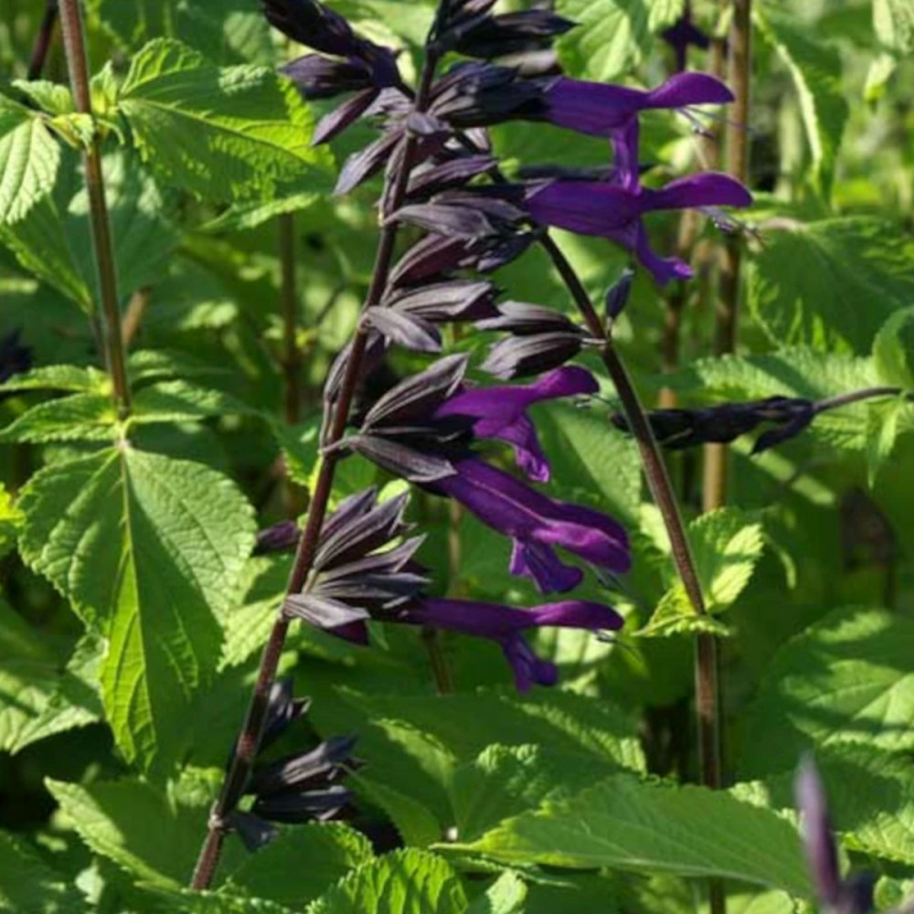 Sauge amistad® lot de 5 godets