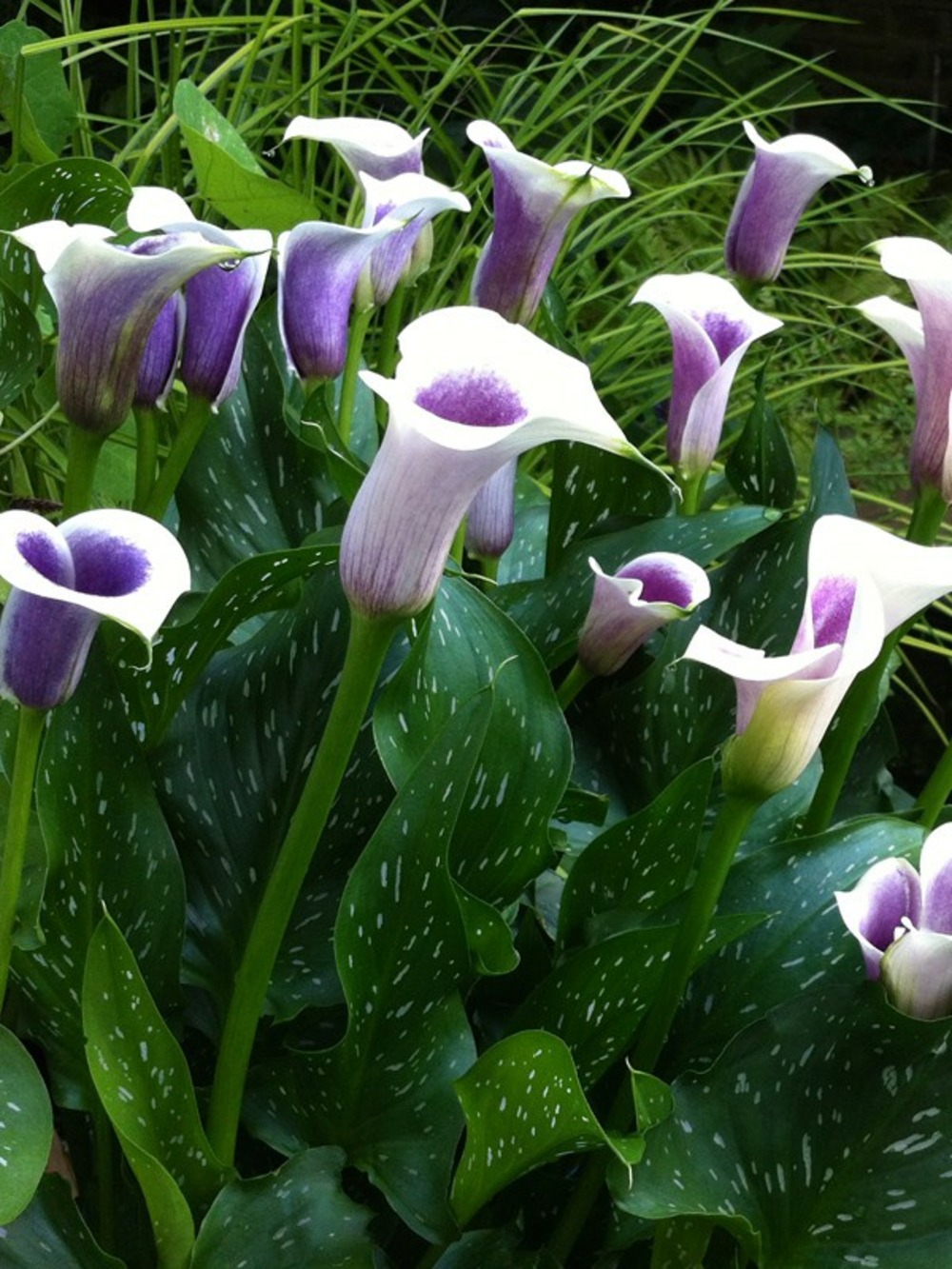 Arum 'picasso' bulbe calibre 14+ (par 3)