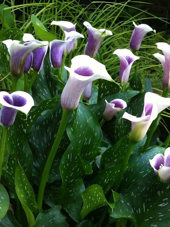 Arum 'picasso' bulbe calibre 14+ (par 3)