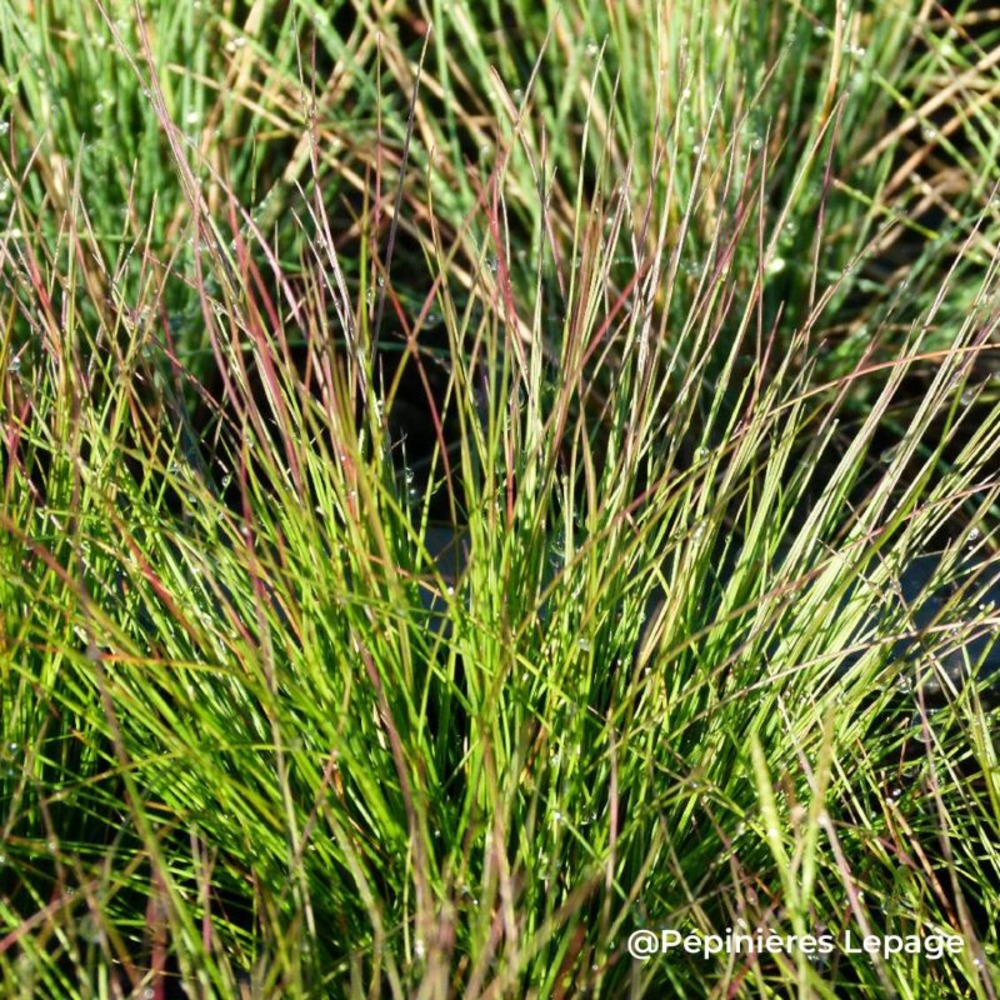 3 fétuques hybrides 'walberla' (festuca 'walberla')