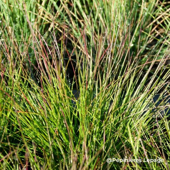 3 fétuques hybrides 'walberla' (festuca 'walberla')