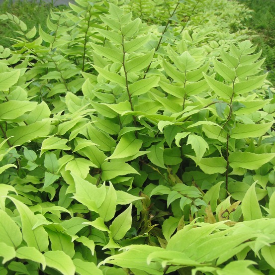 Cyrtomium fortunei 'clivicola' godet de 8/9 cm