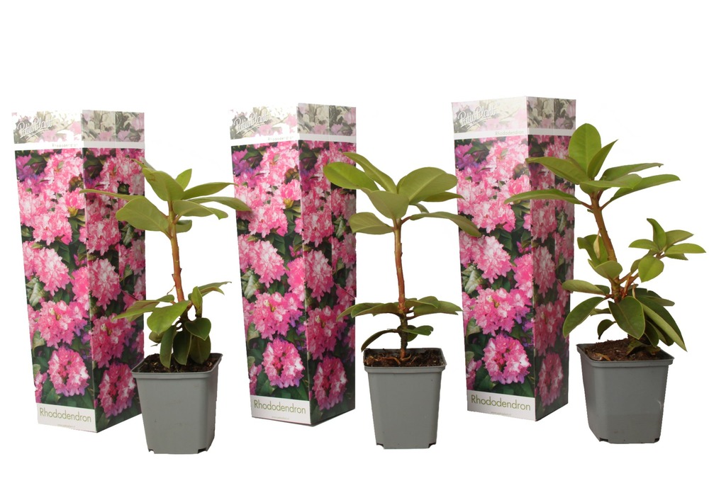 Buisson à fleurs - set de 3 - rhododendron roseum - hauteur 25-40cm - ⌀9cm