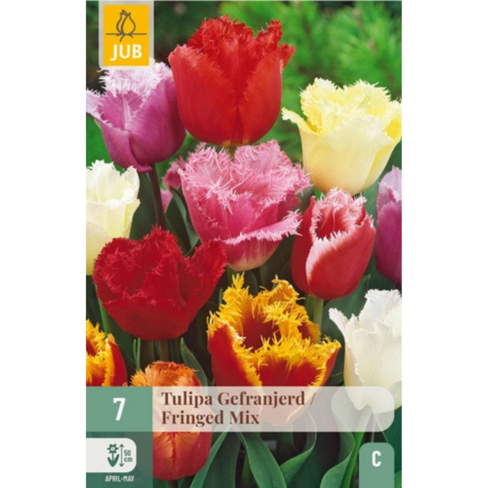Mix de 7 tulipes dentelles fringed multicolore