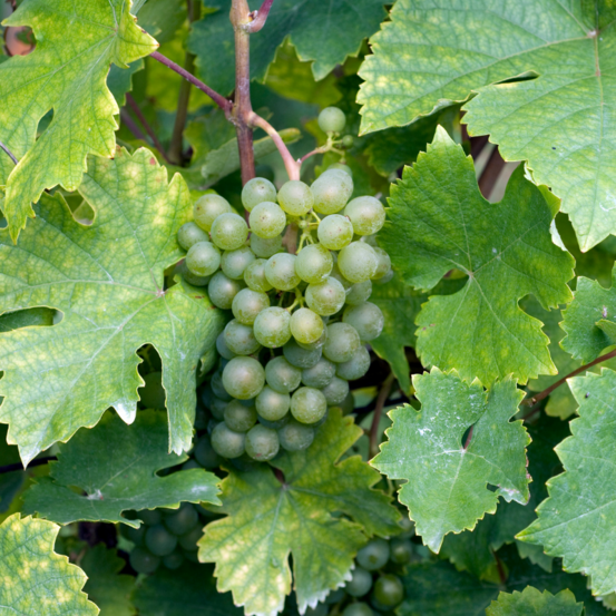 Pied de vigne excelsior blanc - vitis vinifera excelsior 120cm