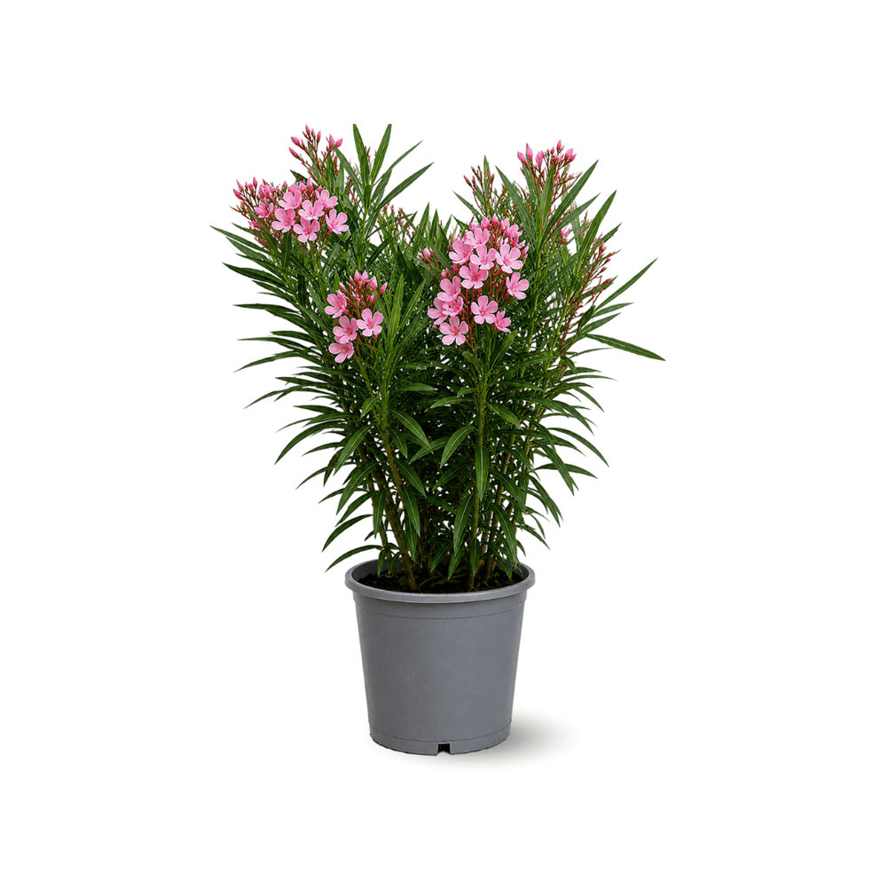 Laurier rose - nerium oleander - ↕ 90-100 cm - ⌀ 24 cm - plante d'extérieur - fleur rose