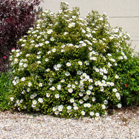 Ciste des corbières - le pot / ø 9cm, vendu par lot de 4