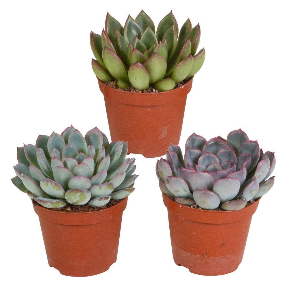 Mélange de 3 écheverias - les 3 pots / 8.5cm / hauteur livrée 11-14cm