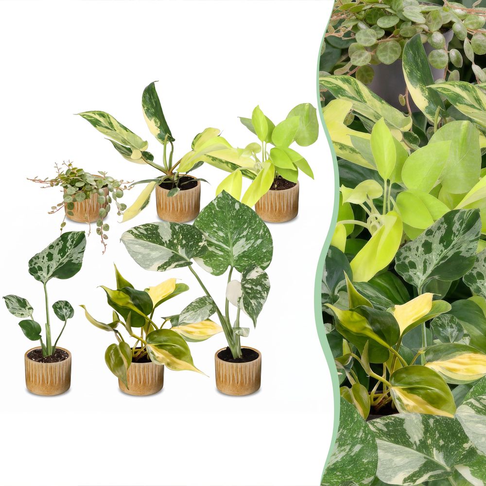 Baby tropical - lot de 6 monstera, philodendron et peperomia avec cache-pots linnea miel - h 10-15 cm, pot ø6 cm