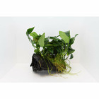 Plante aquatique : Anubia nana sur souche moyenne