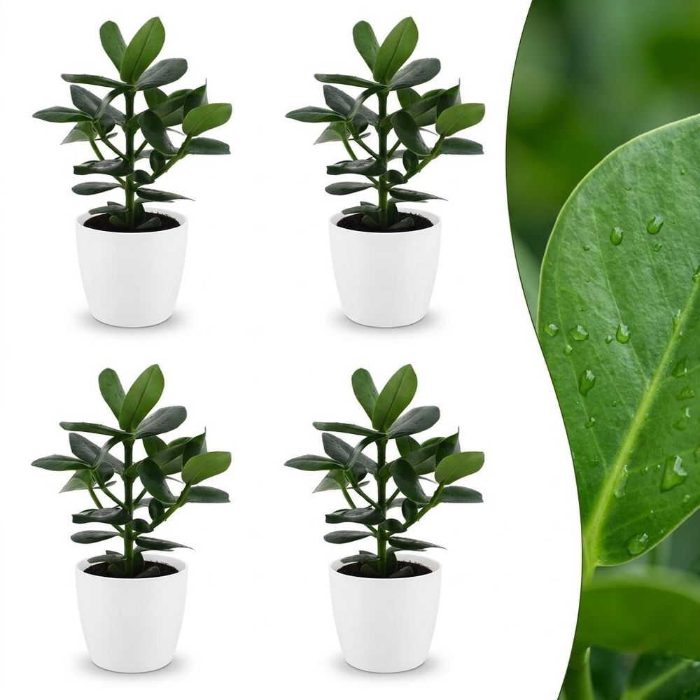 Clusia princess - clusia - pot de 12cm - plantes d'intérieur