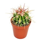 Ferocactus stainesii - plante de taille moyenne en pot de 8,5cm