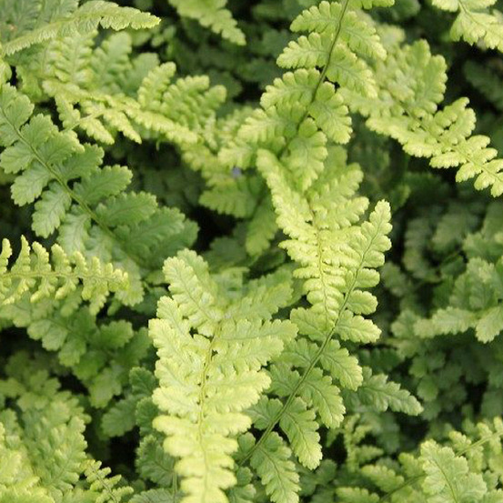 6 x fausse fougère mâle 'pinderi' - dryopteris affinis 'pinderi' - godet 9cm x 9cm