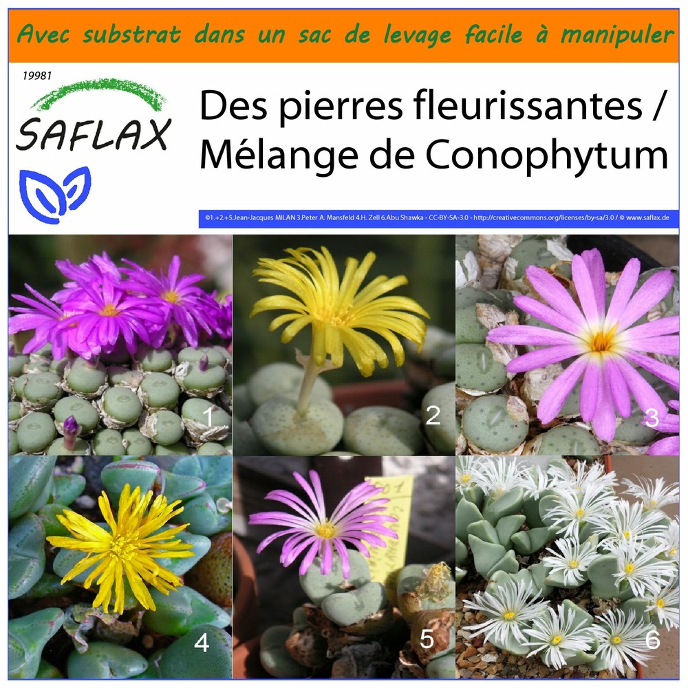 Garden in the bag - des pierres fleurissantes / mélange de conophytum - 40 graines - conophytum mix