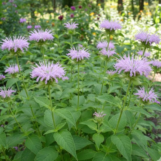 Monarde fistuleuse lot de 5 godets