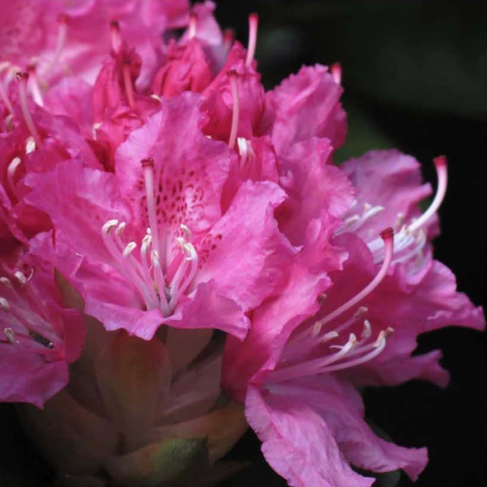 Rhododendron 'rocket' pot de 4l/5l