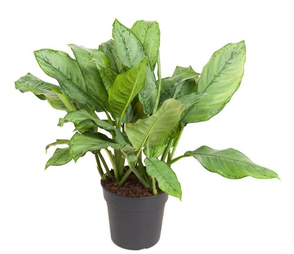 Aglaonema b.j, freedman - h70 cm - ø24 cm